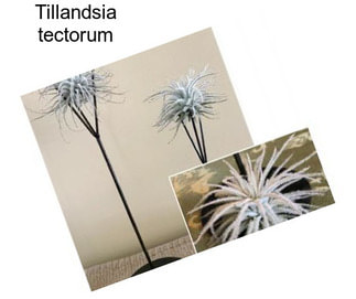 Tillandsia tectorum