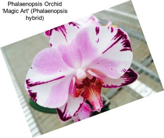 Phalaenopsis Orchid ‘Magic Art\' (Phalaenopsis hybrid)