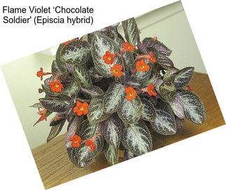 Flame Violet ‘Chocolate Soldier\' (Episcia hybrid)