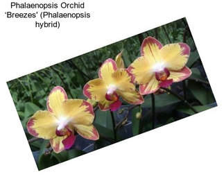 Phalaenopsis Orchid ‘Breezes\' (Phalaenopsis hybrid)