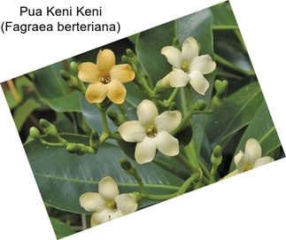 Pua Keni Keni (Fagraea berteriana)