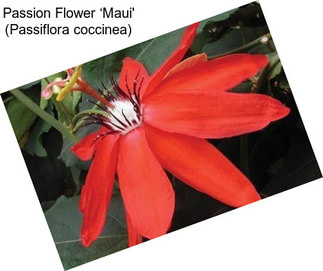 Passion Flower ‘Maui\' (Passiflora coccinea)