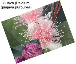 Guava (Psidium guajava purpurea)