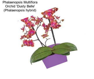 Phalaenopsis Multiflora Orchid ‘Dusty Belle\' (Phalaenopsis hybrid)