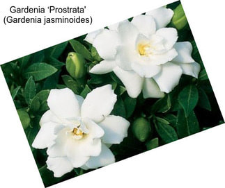 Gardenia ‘Prostrata\' (Gardenia jasminoides)