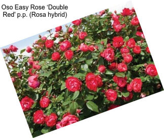 Oso Easy Rose ‘Double Red\' p.p. (Rosa hybrid)