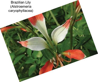 Brazilian Lily (Alstroemeria caryophyllacea)