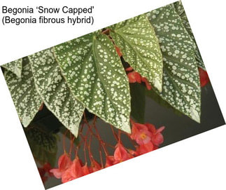 Begonia ‘Snow Capped\' (Begonia fibrous hybrid)