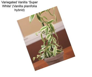 Variegated Vanilla ‘Super White\' (Vanilla planifolia hybrid)