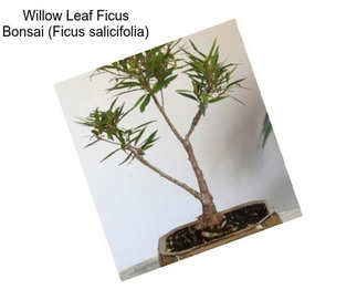 Willow Leaf Ficus Bonsai (Ficus salicifolia)