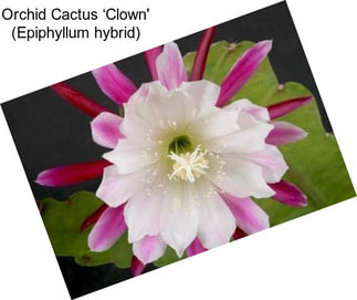Orchid Cactus ‘Clown\' (Epiphyllum hybrid)