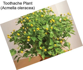 Toothache Plant (Acmella oleracea)