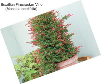 Brazilian Firecracker Vine (Manettia cordifolia)