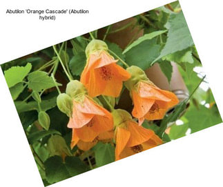 Abutilon ‘Orange Cascade\' (Abutilon hybrid)
