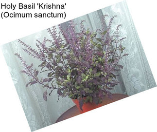 Holy Basil \'Krishna\' (Ocimum sanctum)