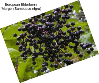 European Elderberry ‘Marge\' (Sambucus nigra)