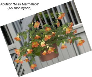 Abutilon ‘Miss Marmalade\' (Abutilon hybrid)