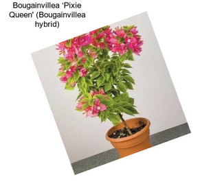 Bougainvillea ‘Pixie Queen\' (Bougainvillea hybrid)
