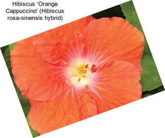 Hibiscus ‘Orange Cappuccino\' (Hibiscus rosa-sinensis hybrid)