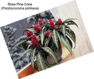 Rose Pine Cone (Porphyrocoma pohliana)