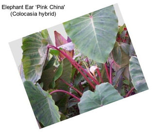 Elephant Ear ‘Pink China\' (Colocasia hybrid)