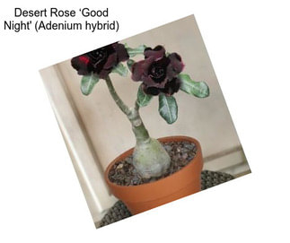 Desert Rose ‘Good Night\' (Adenium hybrid)