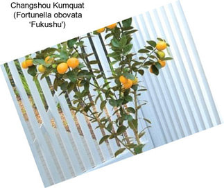 Changshou Kumquat (Fortunella obovata ‘Fukushu\')