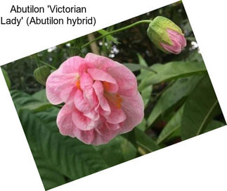 Abutilon \'Victorian Lady\' (Abutilon hybrid)