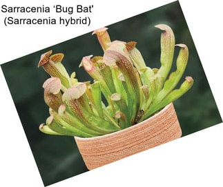 Sarracenia ‘Bug Bat\' (Sarracenia hybrid)