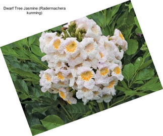 Dwarf Tree Jasmine (Radermachera kunming)