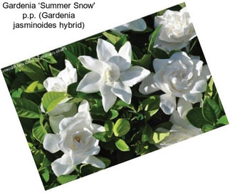 Gardenia ‘Summer Snow\' p.p. (Gardenia jasminoides hybrid)
