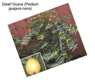 Dwarf Guava (Psidium guajava nana)