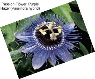 Passion Flower ‘Purple Haze\' (Passiflora hybrid)