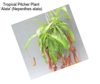 Tropical Pitcher Plant ‘Alata\' (Nepenthes alata)