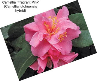 Camellia ‘Fragrant Pink\' (Camellia lutchuensis hybrid)