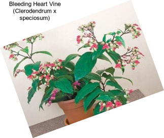 Bleeding Heart Vine (Clerodendrum x speciosum)