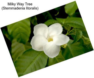 Milky Way Tree (Stemmadenia litoralis)