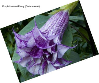 Purple Horn-of-Plenty (Datura metel)