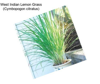 West Indian Lemon Grass (Cymbopogon citratus)