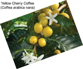 Yellow Cherry Coffee (Coffea arabica nana)