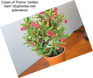 Crown of Thorns ‘Golden Gem\' (Euphorbia milii splendens)