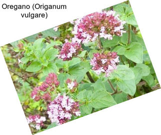 Oregano (Origanum vulgare)