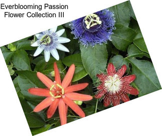 Everblooming Passion Flower Collection III