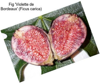 Fig \'Violette de Bordeaux\' (Ficus carica)