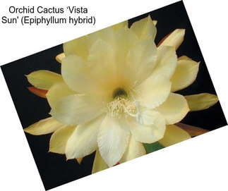 Orchid Cactus ‘Vista Sun\' (Epiphyllum hybrid)