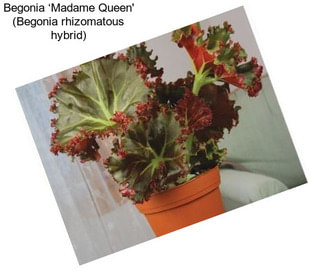 Begonia ‘Madame Queen\' (Begonia rhizomatous hybrid)