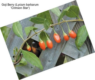 Goji Berry (Lycium barbarum \'Crimson Star\')