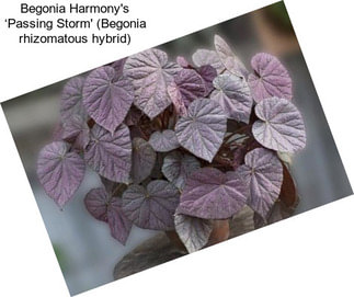Begonia Harmony\'s ‘Passing Storm\' (Begonia rhizomatous hybrid)