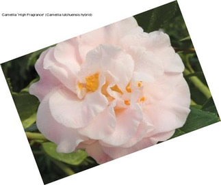 Camellia ‘High Fragrance\' (Camellia lutchuensis hybrid)