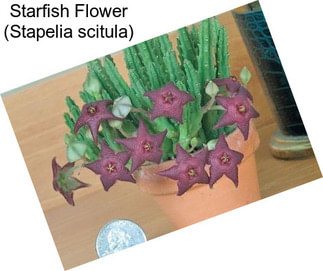 Starfish Flower (Stapelia scitula)